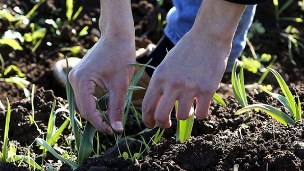 agricultura660x330