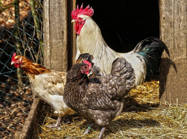 Conheça as medidas excecionais de apoio para aves, suínos, ovos e leite de ovelha e cabra