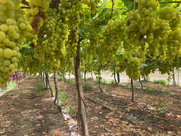 Dotação orçamental do programa VITIS aumenta para 57 milhões de euros