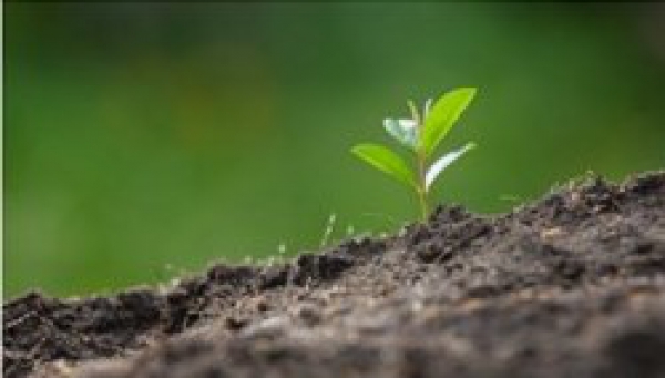 Aprovado Regulamento do Sistema de Incentivos &agrave;s Empresas &laquo;Promo&ccedil;&atilde;o da Bioeconomia Sustent&aacute;vel&raquo;