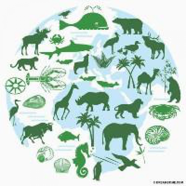 CE adopta Estratégias para travar perda de biodiversidade na Europa
